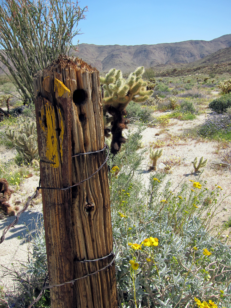 Old cattle fence post in Rockhouse Canyon - Anza Borrego