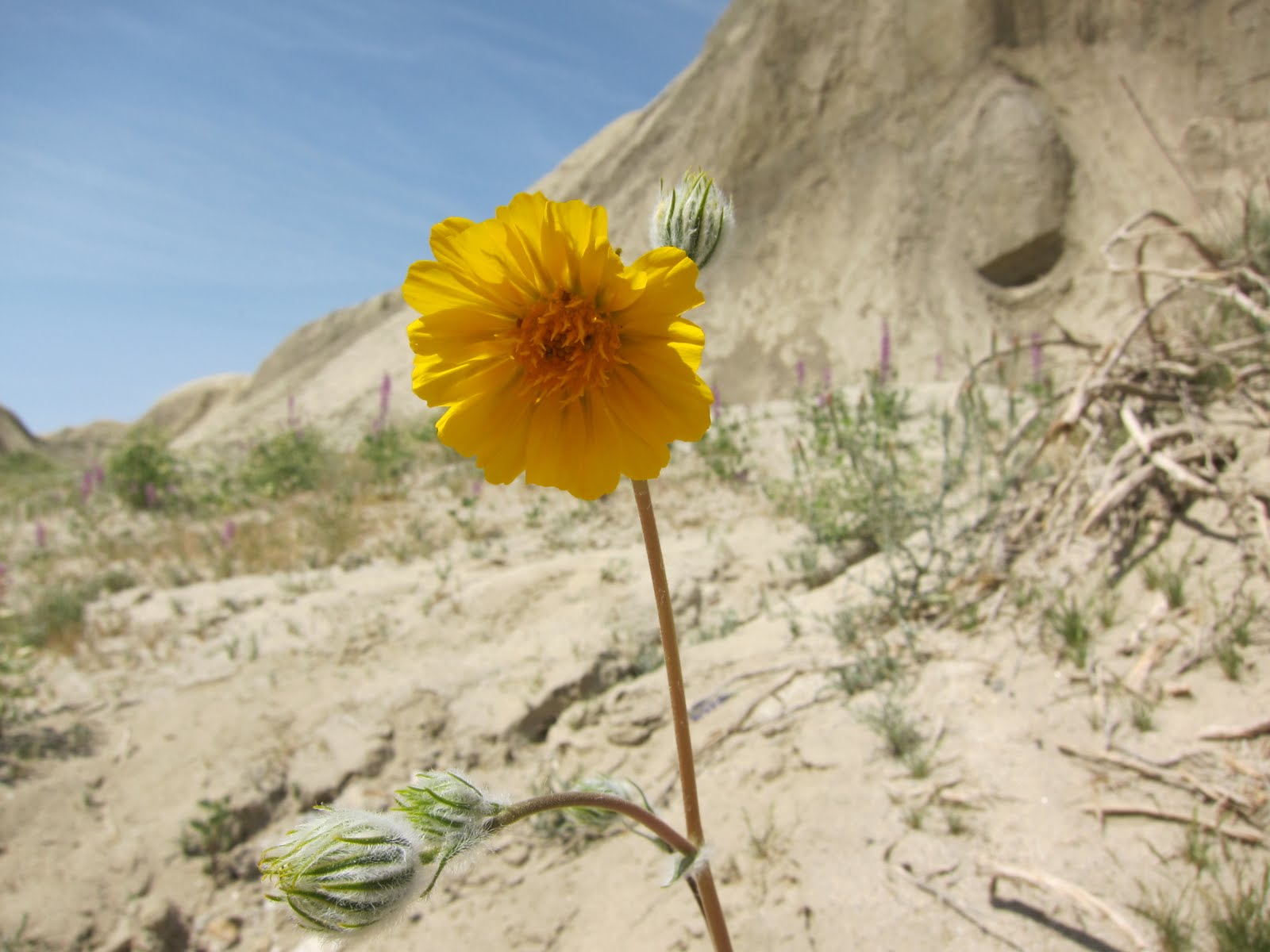 Lone Desert Sunflower in Arroyo Tapiado
