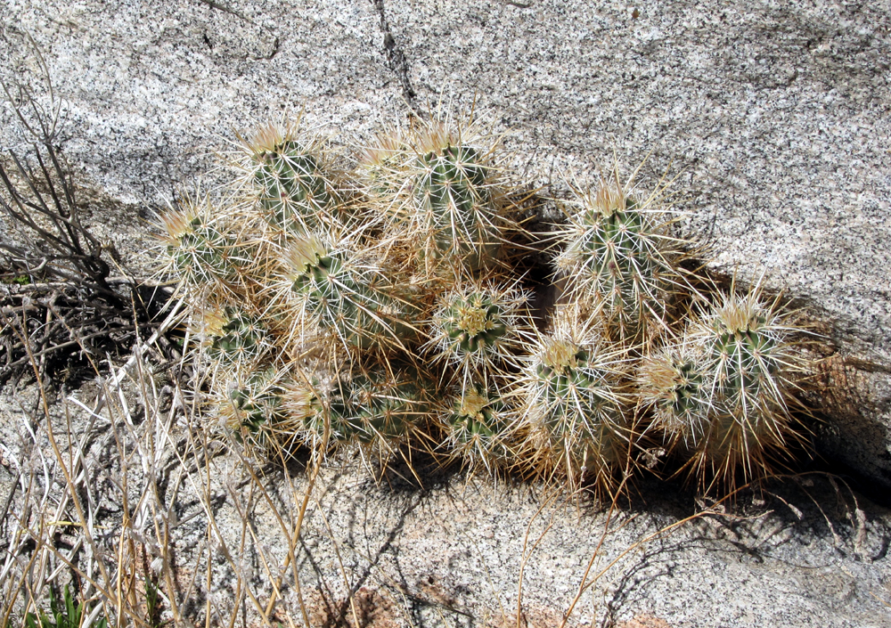 Hedgehog Cactus along the trail