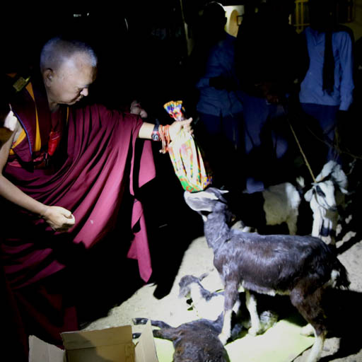 Lama Zopa Rinpoche blessing a goat at Root Institute, Bodhgaya, India, February 2015. Ven. Thubten Kunsang.