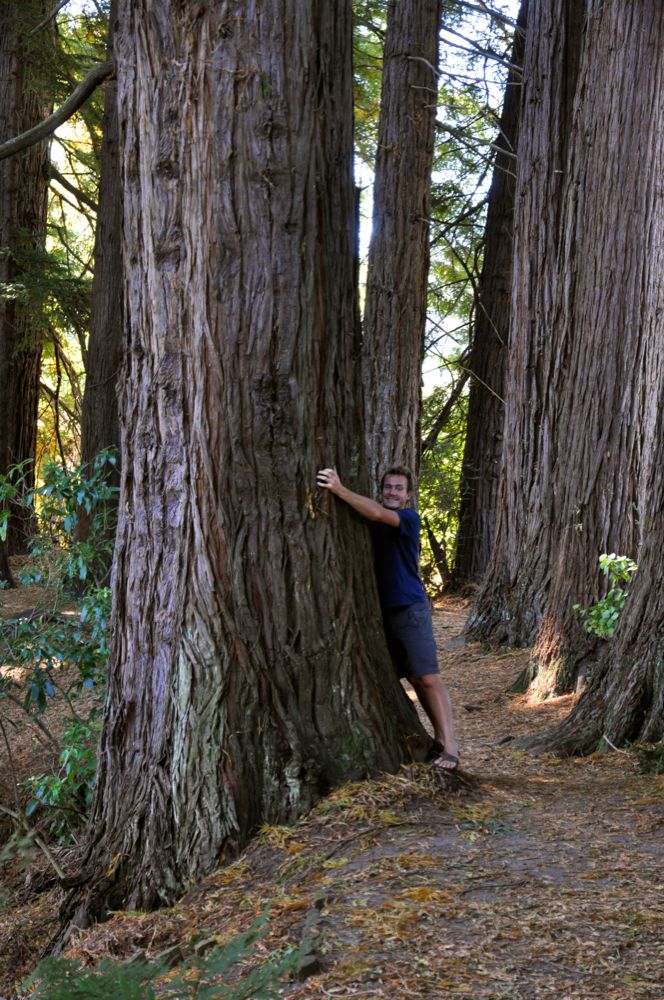 Tot onze verbazing vinden we hier Redwood bomen