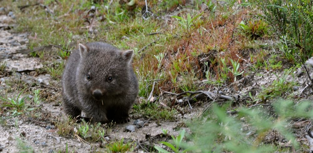 Mini-wombat