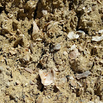 Ancient sea bed rich with fossilized shells