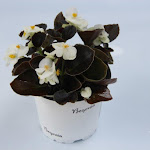 Begonia donkerbladig wit