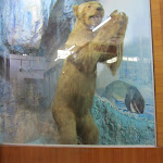 Polar Bear (allegedly!) - Gandhi Museum, Madurai, India