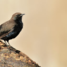 Robin - Indian Robin