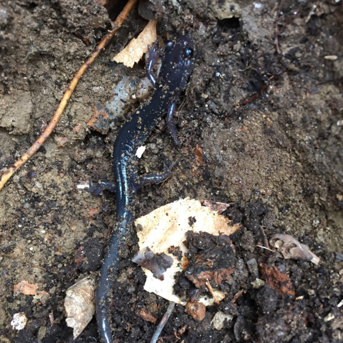 Northern gray-cheeked salamander