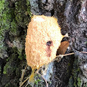 Dog Vomit Slime Mold