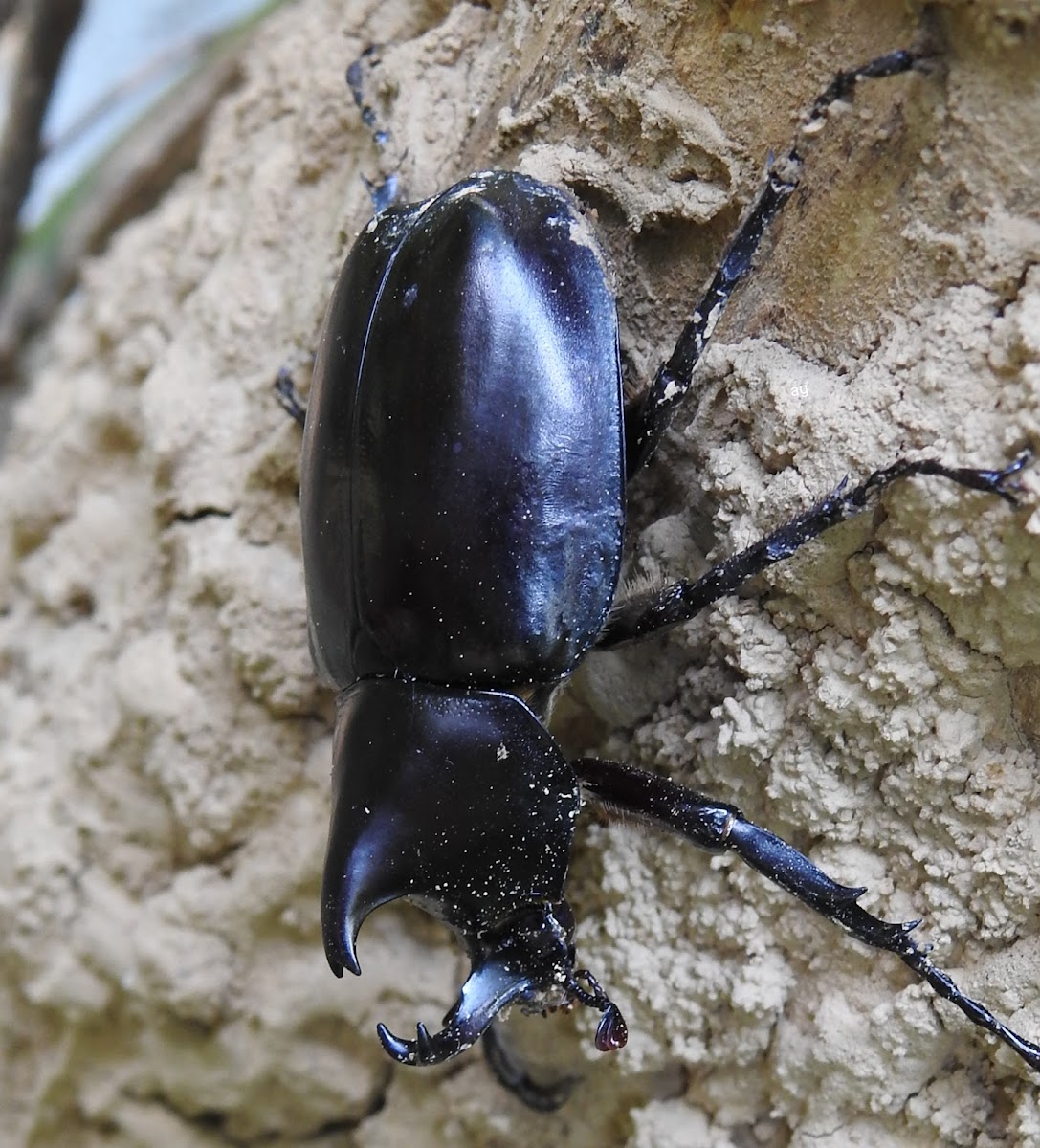 Siamese rhinoceros beetle