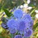 Blue Billygoat Weed