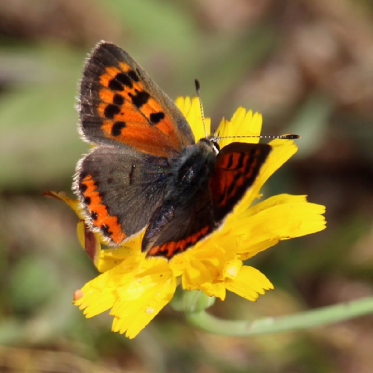 Bronze Copper Butterfly (Female)