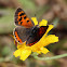 Bronze Copper Butterfly (Female)