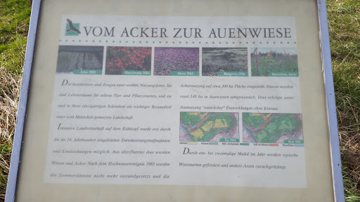 Vom Acker zur Auenwiese