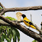 Black hooded Oriole