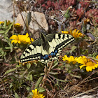 swallowtail butterfly