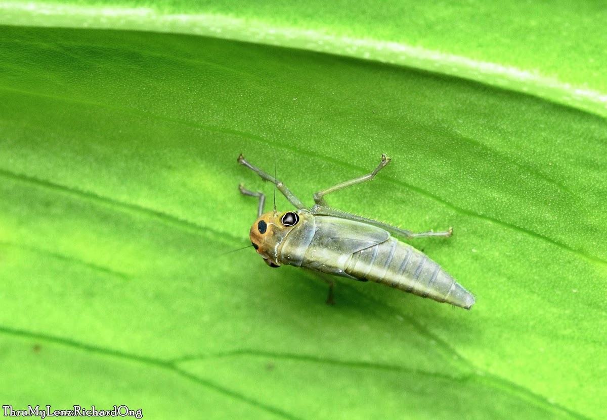 Leafhopper