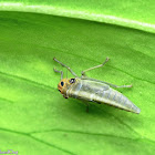 Leafhopper