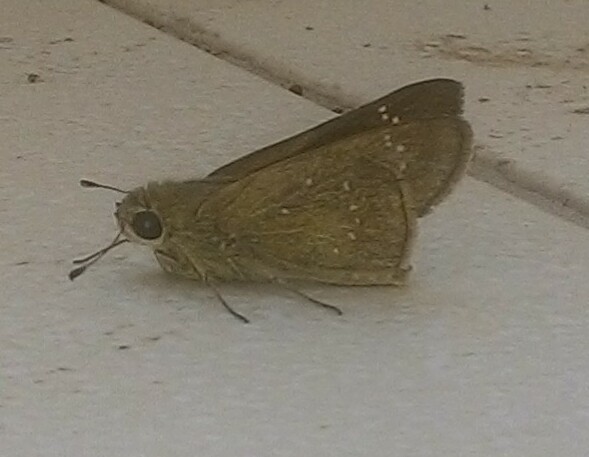 Indian Skipper Butterfly