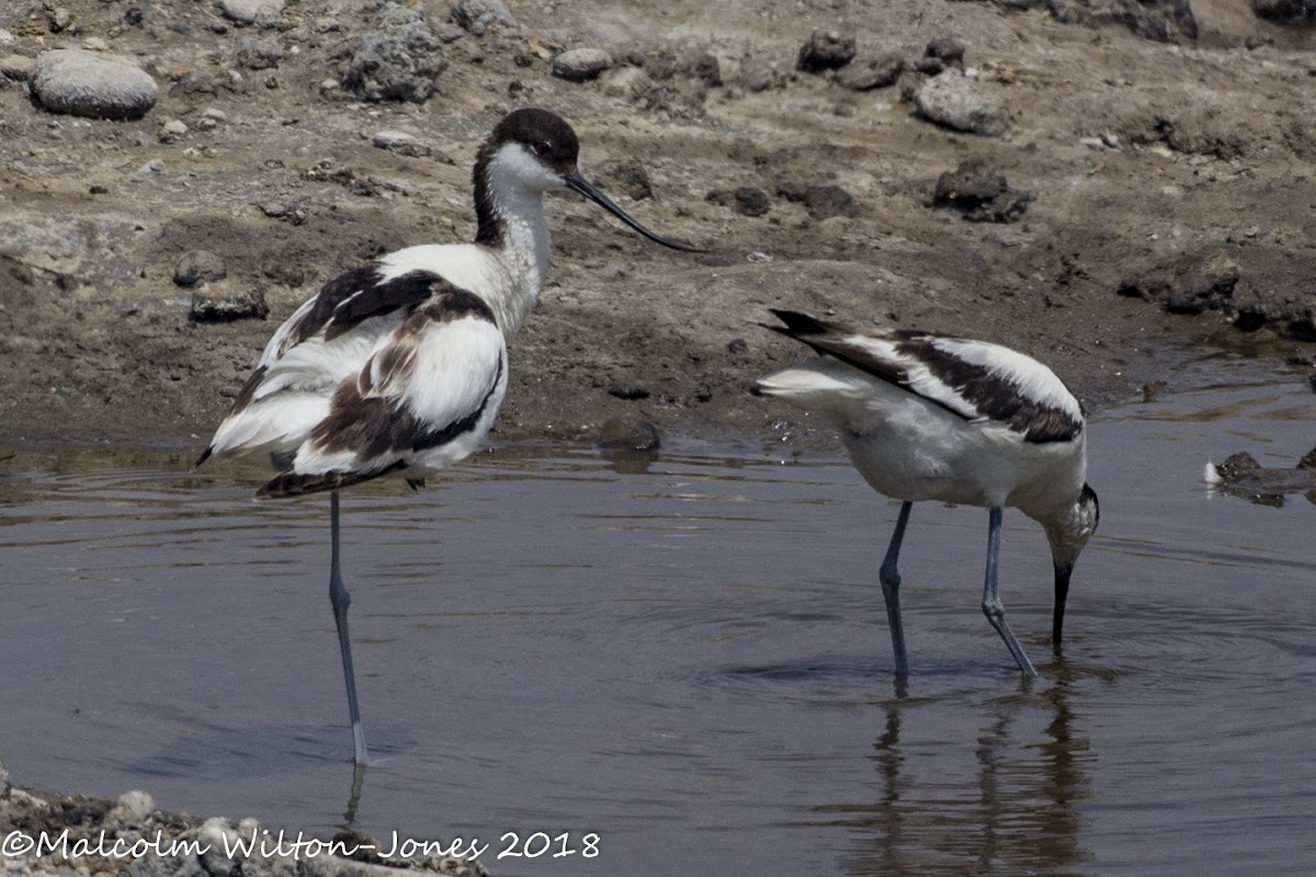 Avocet; Avoceta