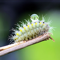 uno strano spazzolino da denti di 