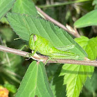 Bird Grasshopper