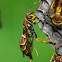 Paper Wasp