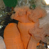 Plumose Anemone