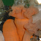 Plumose Anemone