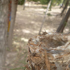 Nido y Huevos de Colibrí