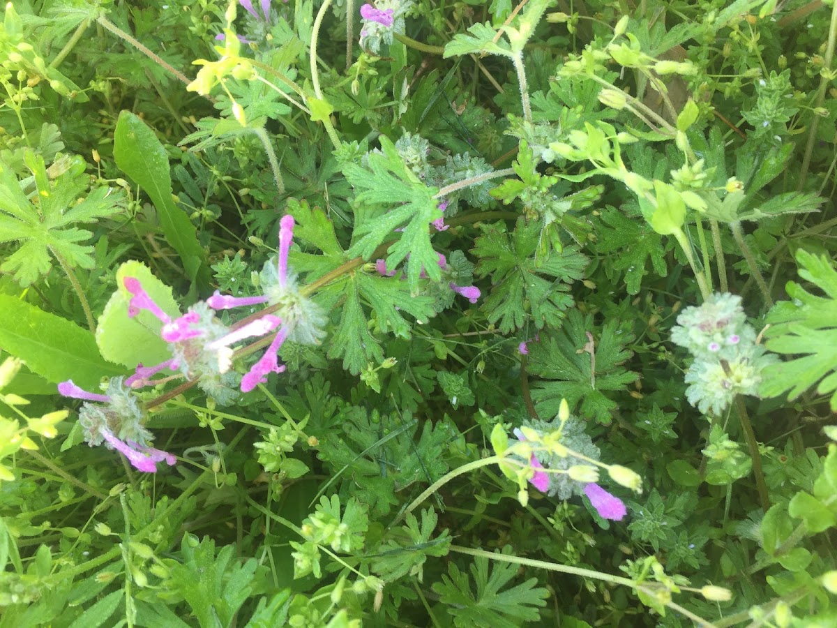 Ground ivy