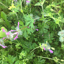 Ground ivy