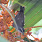 Bananaquit