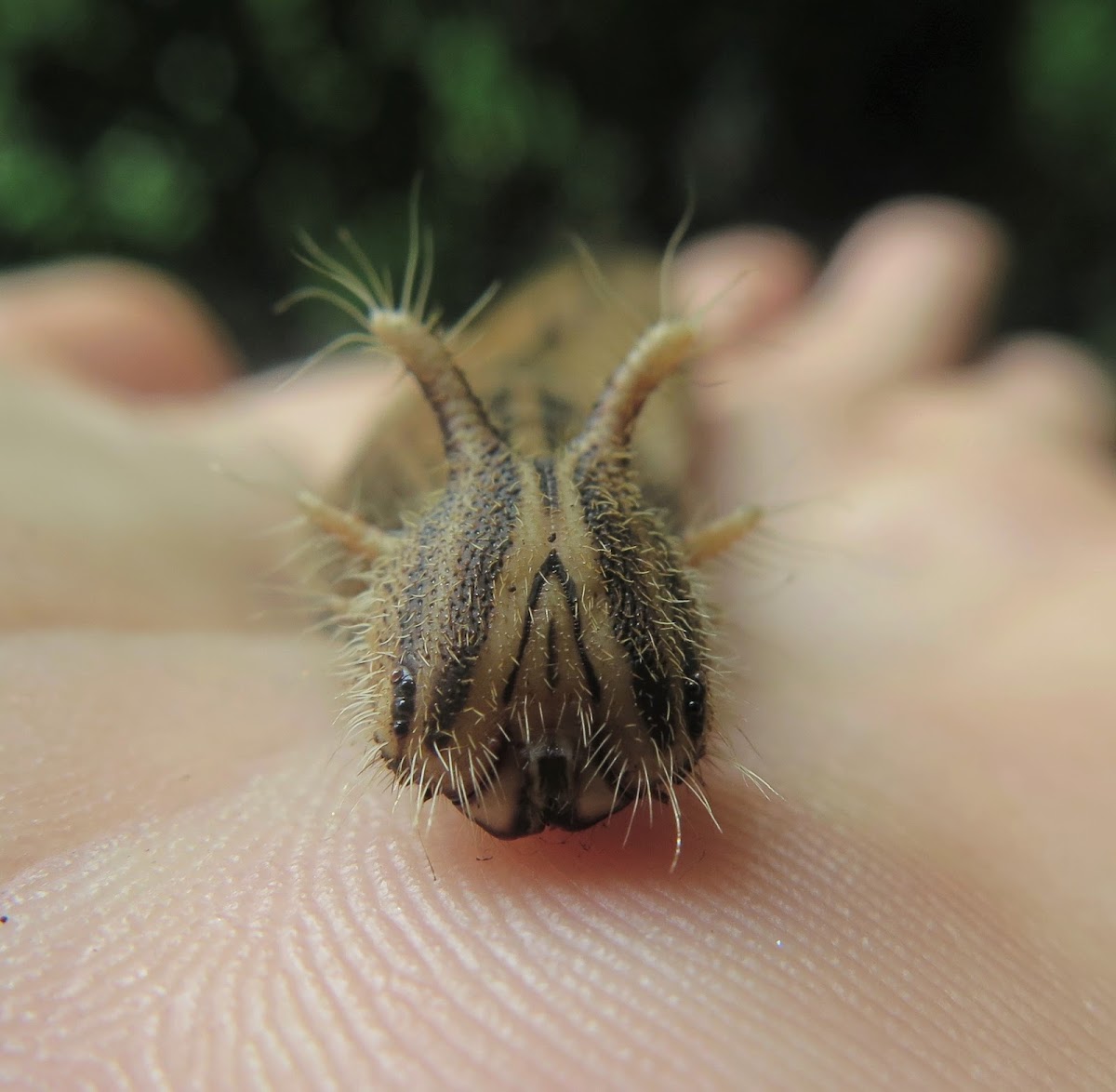 Pale Owl Butterfly Caterpillar