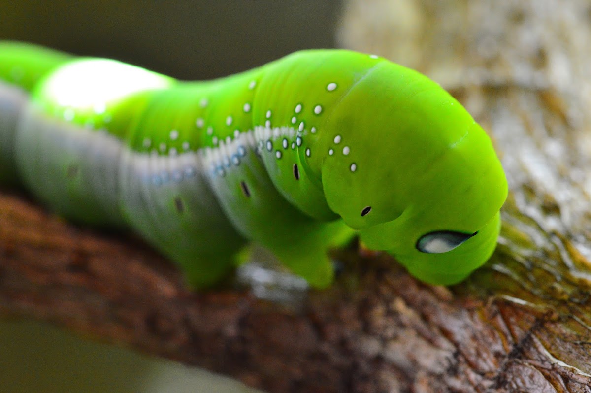 Oleander Hawk Moth