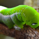 Oleander Hawk Moth