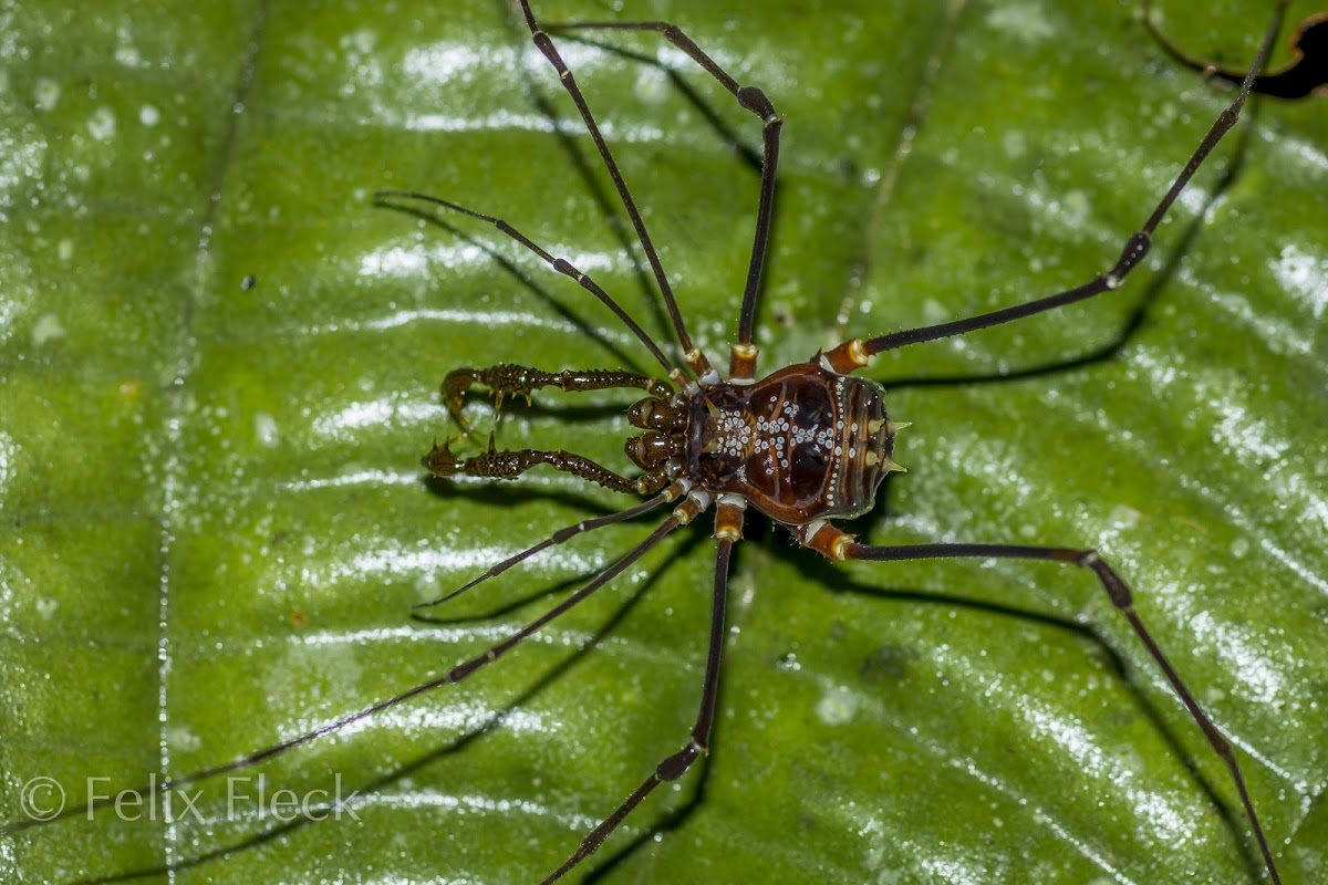 White-ringed Harvestman