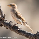 House Sparrow; Gorrión Común