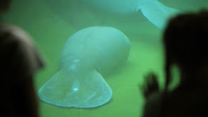 Oh, The Hu-Manatee! thumbnail