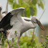 Asian Open Bill Stork