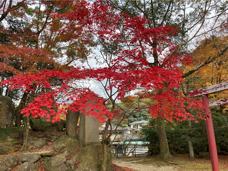 アルトワークスの九州アルトオーナーズクラブ・紅葉に関するカスタム事例の投稿画像11枚目