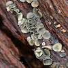 Mollisia Disco Fungus