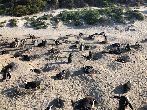 Penguins Cape Town South Africa 2018