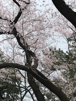 僕と桜