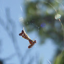 Arrowshaped Micrathena ♂