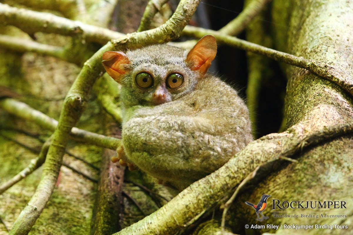 Spectral Tarsier