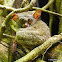 Spectral Tarsier