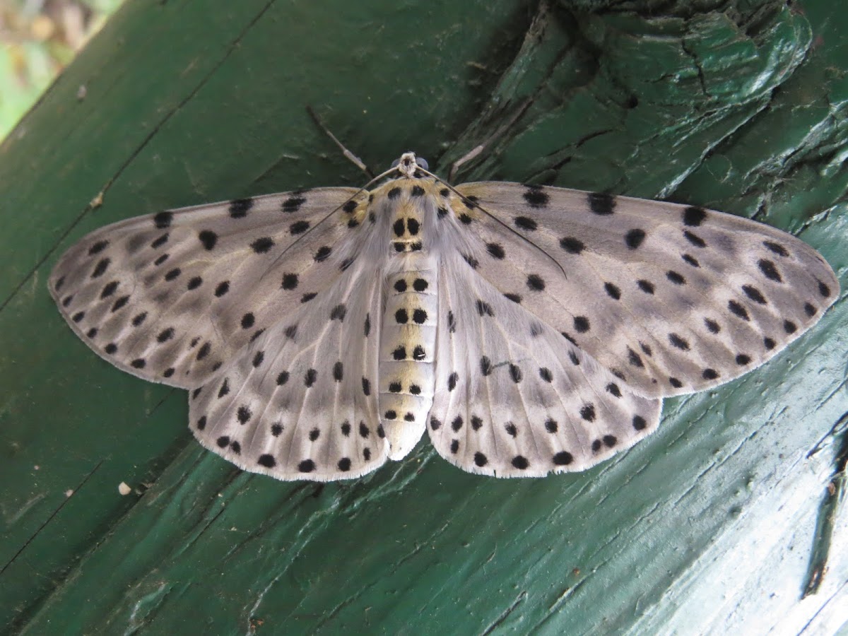 Spotted Moth