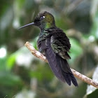 Violet-fronted brilliant