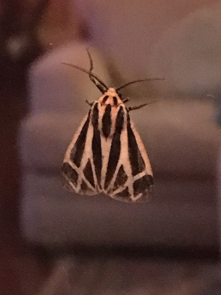 Little Virgin Tiger Moth