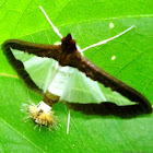 Cucumber Moth